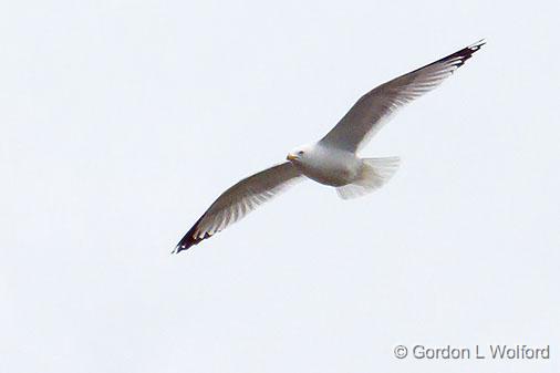 Gull In Flight_DSCF00846.jpg - Photographed at Ottawa, Ontario, Canada.